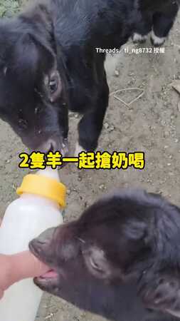 【喝了個寂寞】2小羊爭寵喝奶　搶不到改吃手指XD