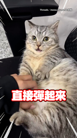 【定格貓貓】聽奴才發出「嘶～」的聲音瞬間石化