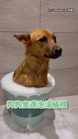 【好乖耶】狗狗坐桶子裡泡澡！一臉疑惑表情超可愛XD