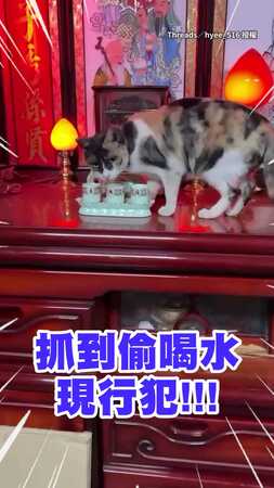 【抓到現行犯】貓貓跳上神桌偷喝祖先的水　被抓包還瞪人XD