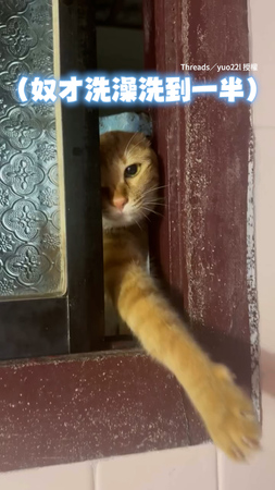 【愛擔心的貓貓】奴才洗澡洗到一半　忽然有毛手從窗外伸出！