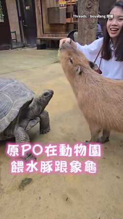 【水豚龜口奪食】龜龜嘴才剛碰到菜下一秒就被搶走XD