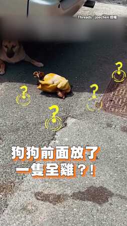 【這次不是拖鞋了】浪浪阿財竟直接叼一隻全雞回來！