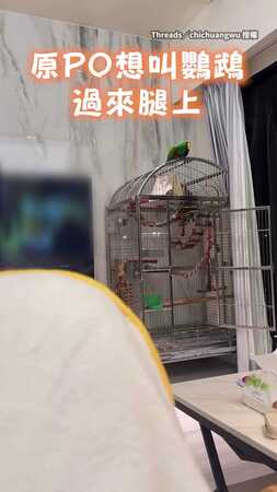 【連語氣都一樣】叫不動！鸚鵡反叫主人過來　一人一鳥直接對峙XD