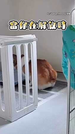 【迫不及待的便便】柯基犬聽有人回來...解放中也得出來查看