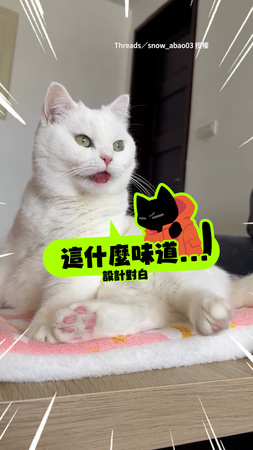 【這什麼味道】貓咪舔毛被自己屁屁臭到嘴開開XD