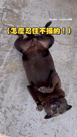 【一言不合就翻肚】歐告見人來秒翻肚討摸好可愛XD