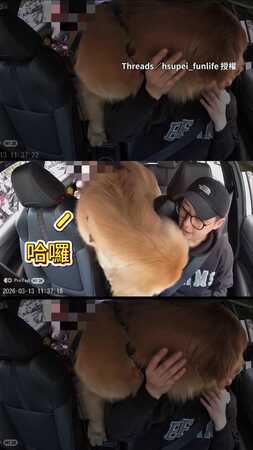 【這行好難不愛上客人】黃金獵犬搭計程車　狂親司機場面太失控XD