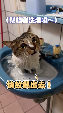 【放偶出去...】貓咪坐洗手台洗澡　滿臉委屈求奴才放過XD
