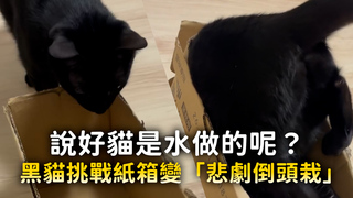 說好貓是水做的呢？　黑貓挑戰紙箱變「悲劇倒頭栽」