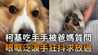 柯基吃手手被爸媽質問　眼眶泛淚手狂抖求放過
