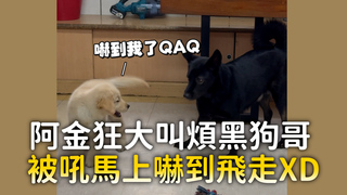 阿金狂大叫煩黑狗哥　被吼馬上嚇到飛走XD