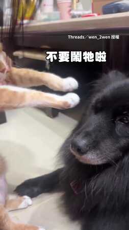 【拜託饒了我】貓咪被主人拿去嚕狗　兩邊反應超反差XD