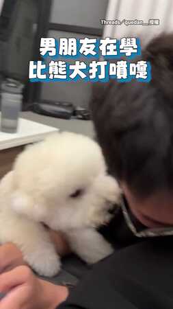 【感覺罵得很髒】男友學比熊打噴嚏　牠瞬間爆氣狂吠XD