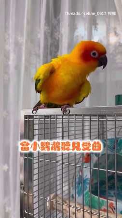 【鸚樂家上線了】鸚鵡聽見愛曲立馬靈動起來！S型搖頭晃腦陶醉到不行❤️