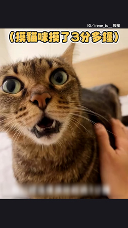 【氣到炸開】奴才不停反駁貓貓　牠回應到沒耐心瞬間爆氣XD