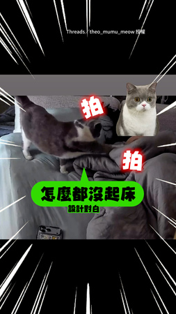 【這個家沒我不行】鬧鐘響了飼主沒起床！貓貓出動伸毛手拍醒XD
