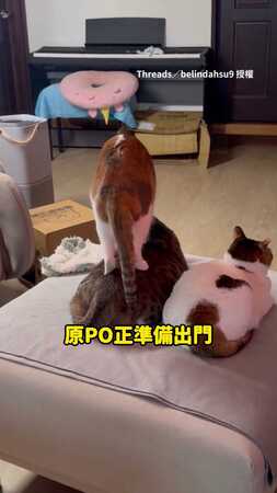 【師傅再大力點】貓咪們疊一起超Chill按摩　主人被無視超傻眼