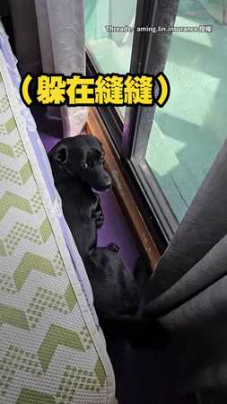 【洗澡前後判若兩狗】歐告聽到「洗澡」2字秒消失　還嚇到發抖XD