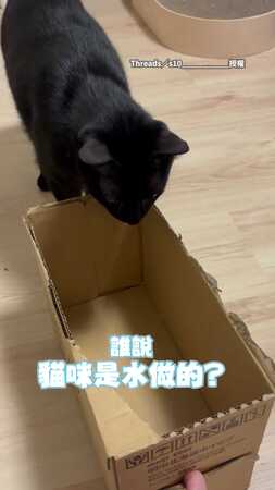 【說好貓是水做的呢？】黑貓挑戰紙箱變「悲劇倒頭栽」
