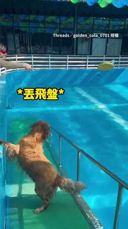 【今晚作夢都在游泳】小朋友們輪流丟飛盤　狗狗來回游了30分鐘