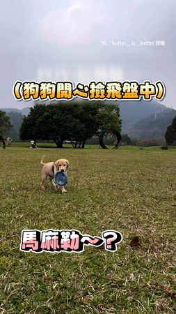 【形象都沒了】狗狗玩飛盤玩到腳卡住　笨到全員大爆笑XD