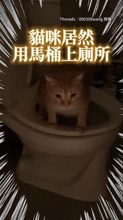 【觀察力MAX】貓咪學會用馬桶！鏟屎官笑：幫我省貓砂錢？