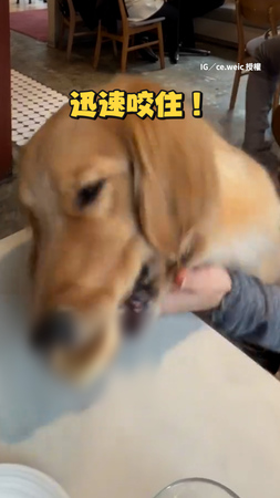 【虛晃一招】阿金假裝要吵架！趁媽放下麵包秒回頭吃掉