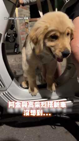 【阿金問號】換大摩托車卻沒位坐？　阿金踩「踏墊凸起」當寶座晃到懷疑狗生