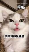 【上帝是公平的】絕世美貓顏值滿分！一開口牙齒卻超放飛XD
