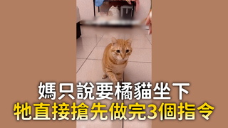 媽只說要橘貓坐下　牠直接搶先做完3個指令