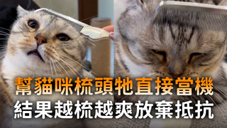 幫貓咪梳頭牠直接當機　結果越梳越爽放棄抵抗