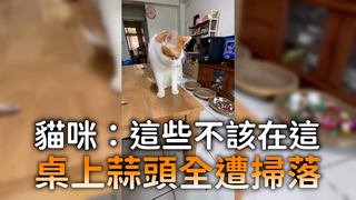 貓咪：這些不該在這　桌上蒜頭全遭掃落