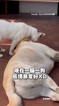 【里長伯汪】拉布拉多到處撿貓　最後還撿到自己的貓弟弟