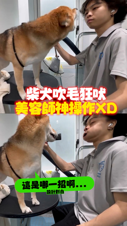 【忘記要生氣了XD】柴犬吹毛齜牙狂吠！美容師「神操作」牠傻眼