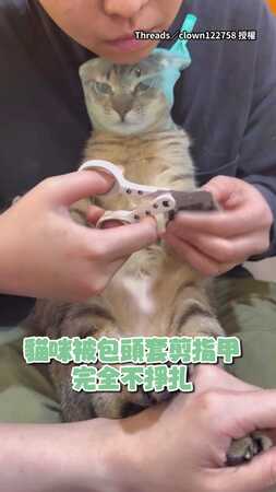 【臉怎麼很無奈】虎斑貓被包頭套剪指甲：能體面點嗎