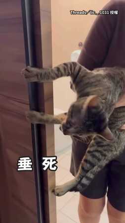【喝奶力氣都花光了】虎斑貓雙手緊抓牆：偶不要洗澡