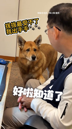 【看看那個表情】爸爸在家「坐下就被情勒」！小狗哭哭臉伸手眉頭超委屈