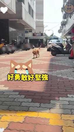 【給牠一個有愛的家】黃狗「勇醬」挺過墜樓！　從「只能靠爬」重新站起自己走