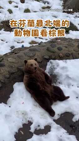 【這姿勢太有既視感】芬蘭棕熊抓腳坐下...超像家裡長輩在看電視XD