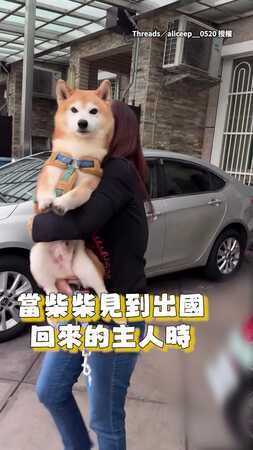 【請妳放尊重點】主人回國想跟柴犬握手　牠不給握還推開XD