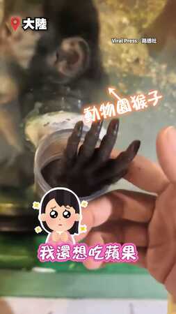 【這種要求第一次見】不搶食還會「反向餵食」　動物園猴子精選蘋果請遊客吃