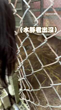 【水豚瑟瑟發抖】妹妹一句「餵我吃卡皮巴拉」 爸瞳孔地震XD