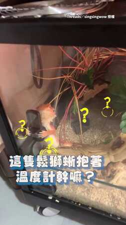 【這氣溫你滿不滿意？】鬆獅蜥小手抱著溫度計　露出驕傲小表情XD