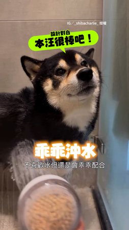 【天使柴洗澡】乖乖沖水＋坐好好吹毛超配合！