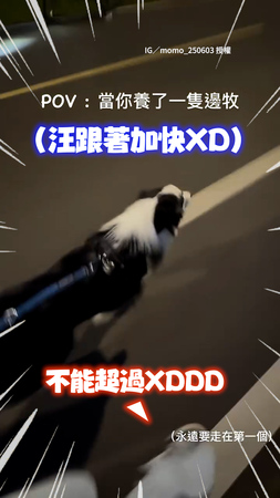 【本汪要當第一】邊牧見媽走快跟著加速：不准超過我