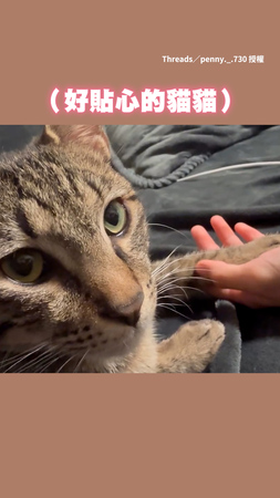 【別傷心有我在】見飼主哭了...貓貓伸出小手安慰