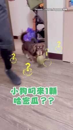 【不准碰我的瓜瓜！】小狗叼來哈密瓜以為是禮物還護緊緊XD