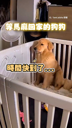 【背影好寂寞】狗狗站崗等待馬麻回家　全程愁眉苦臉超委屈QQ