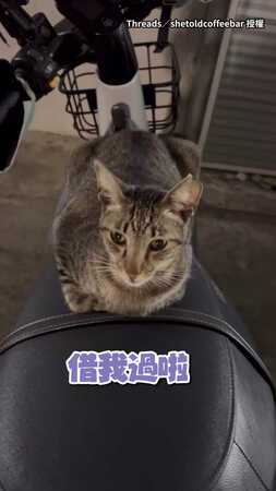 【有禮貌也沒用】虎斑貓無視女車主詢問！繼續霸佔機車還踏滿腳印...